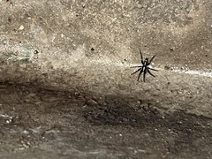 Herpyllus ecclesiasticus