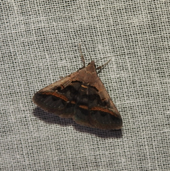 Acantholipes