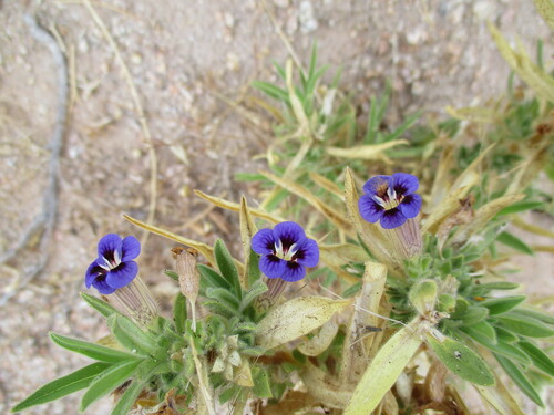 Image of Aptosimum Arenarium (Aptosimum arenarium) by no rights reserved