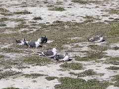 Leucophaeus scoresbii