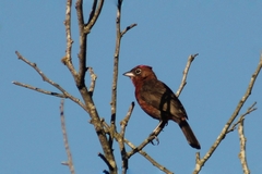 Coryphospingus cucullatus
