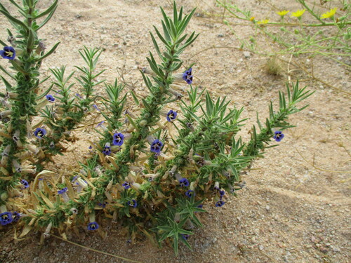 Image of Aptosimum Arenarium (Aptosimum arenarium) by no rights reserved