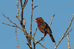 Coryphospingus cucullatus