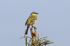 Motacilla flava