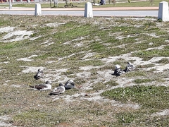 Leucophaeus scoresbii