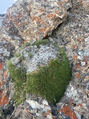 Polemoniaceae