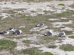 Leucophaeus scoresbii