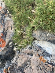 Polemoniaceae