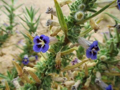 Image of Aptosimum Arenarium (Aptosimum arenarium) by no rights reserved