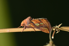 Plusia festucae