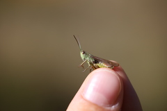 Chorthippus dorsatus