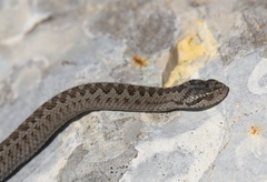 Vipera ursinii