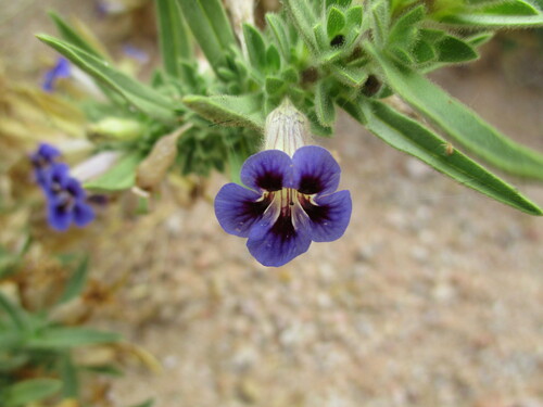 Image of Aptosimum Arenarium (Aptosimum arenarium) by no rights reserved