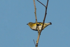 Euphonia chlorotica