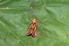 Plusia festucae
