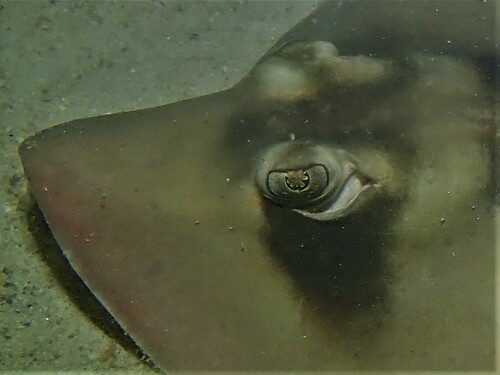 Masked stingaree (Trygonoptera personata) — Urolophidae — 3