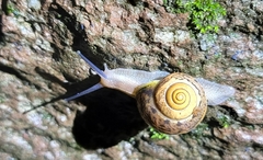 Acusta sieboldtiana