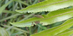 Tagasta marginella