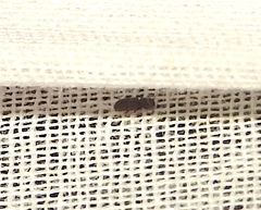 Bostrichoidea