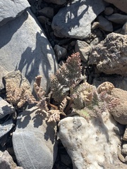 Lomatium foeniculaceum