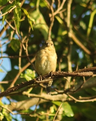 Sporophila caerulescens