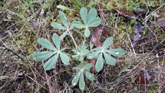 Lupinus hispanicus
