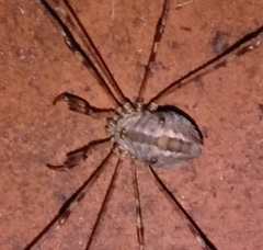 Dicranopalpus