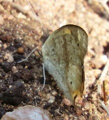 Junonia hierta cebrene