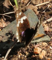 Junonia oenone oenone