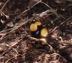 Junonia hierta cebrene
