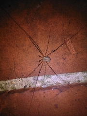 Dicranopalpus