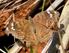 Junonia natalica natalica
