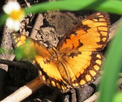 Byblia anvatara