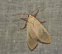 Amerila eugenia