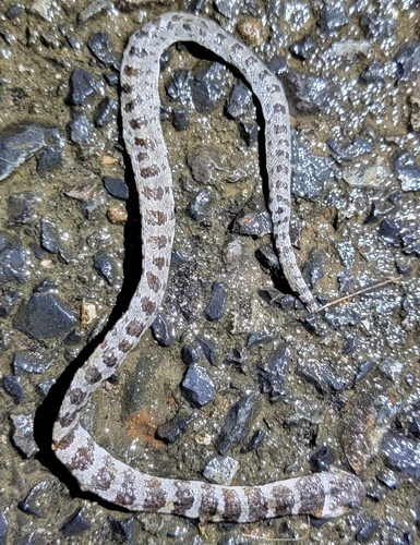 Photo of a Oriental Odd-tooth Snake (Lycodon orientalis)