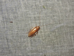 Pseudophyllodromiinae