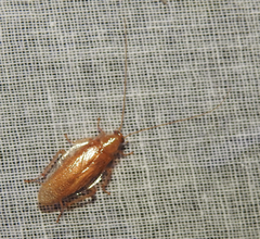 Pseudophyllodromiinae