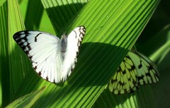 Belenois gidica abyssinica