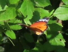 Danaus chrysippus orientis