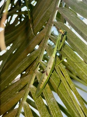 Stagmatoptera supplicaria