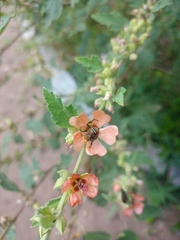 Sphaeralcea bonariensis