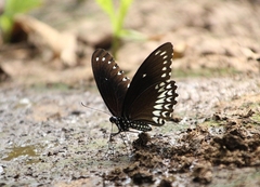 Papilio dravidarum