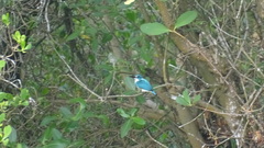 Alcedo coerulescens