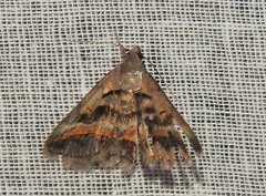 Acantholipes