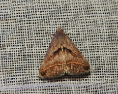 Acantholipes