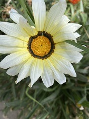 Argyranthemum frutescens