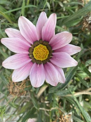 Argyranthemum frutescens