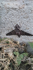 Agrius cingulata