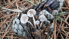 Mycena seynii