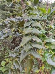 Berberis